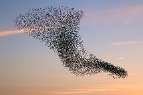 Murmuration
