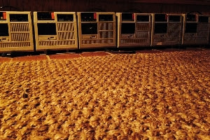 T1n1fpXd19HWG3jXPKIAOZwQ7DIXG93SWRFB0uysf1XMn82N08--MRP_N65N4dy0HPGqJhU9OQcZoLlKc7W_ETj1qXHKZfX6s-7dizp9iikuZ2xcKobKWlTE4RHwP64itmQ2ENeBt7pkOySMUr__fWHtn0y8amsGBbC3aQ=s0-d-e1-ft-1